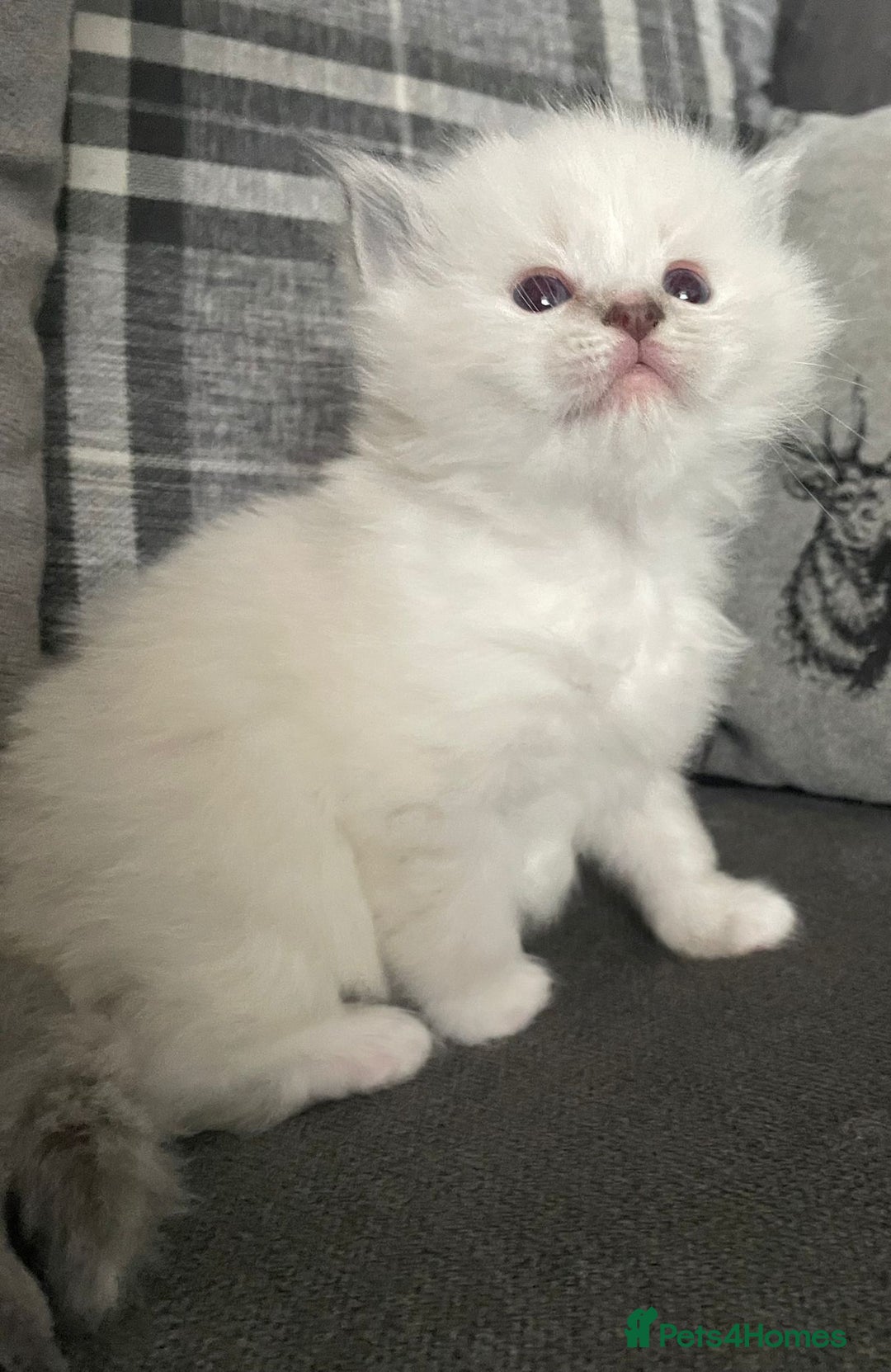 Ragdoll cats for stud: Ragdoll GCCF blue mitted stud LOKI in Wakefield - Image 13