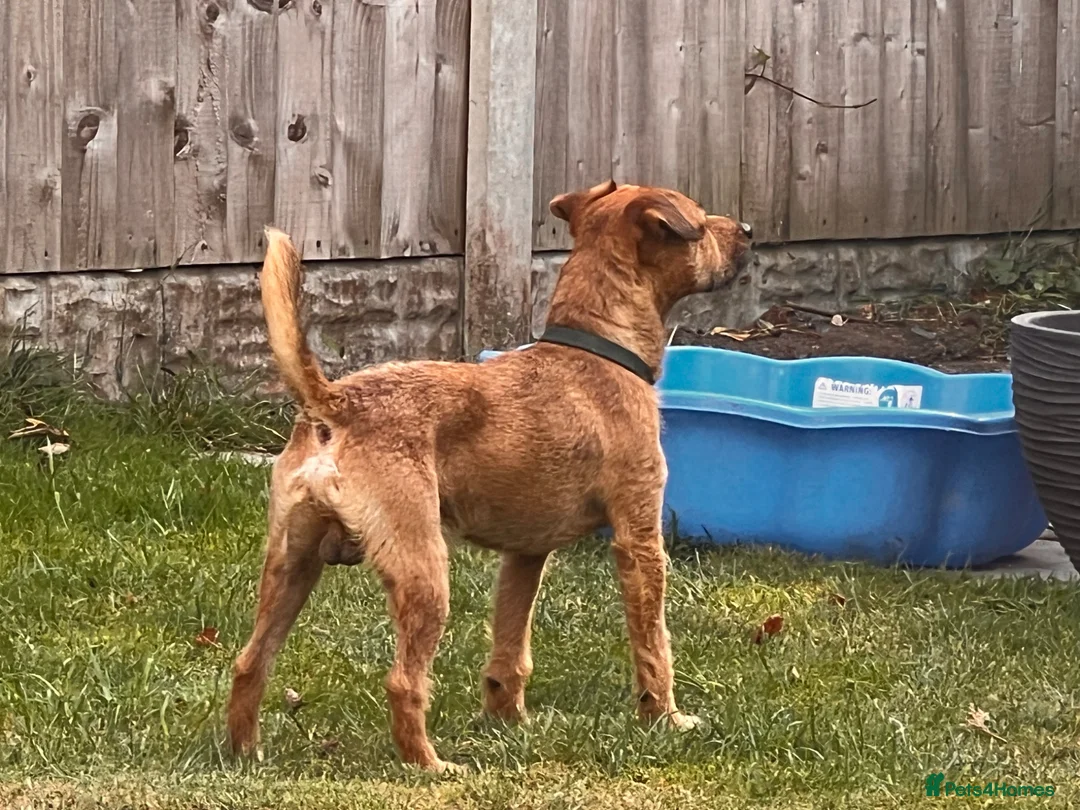 Patterdale Terrier dogs for stud: Handsome patterdale for stud in Wolverhampton - Advert 4
