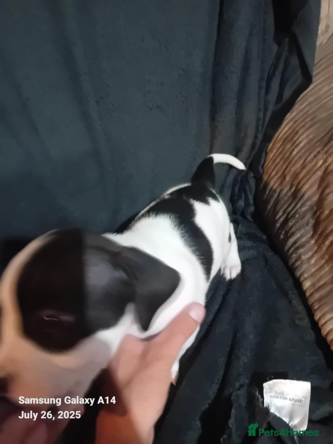 Staffordshire Bull Terrier dogs for sale: Staffie puppies for sale  - Image 34