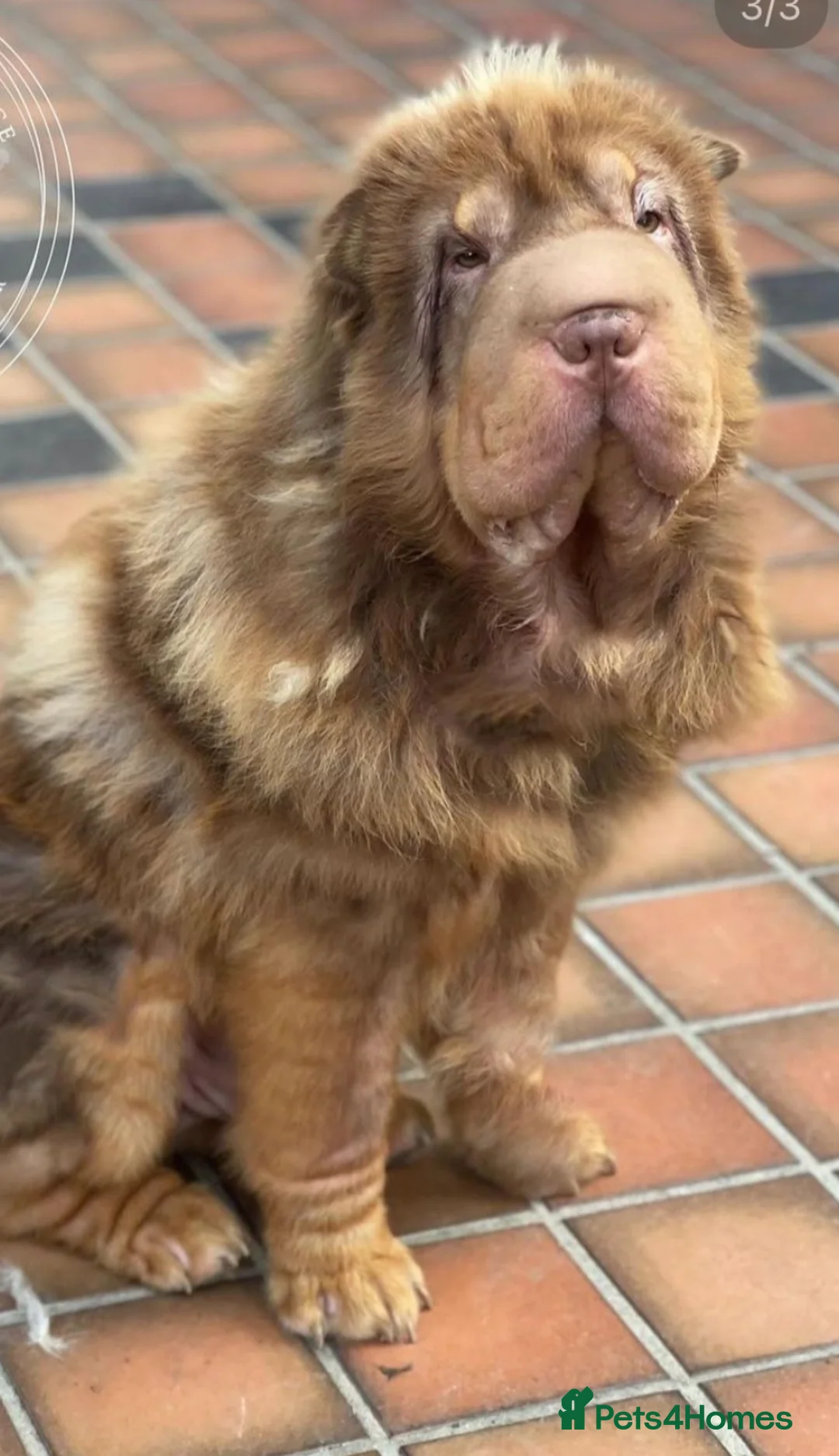 Shar Pei dogs for sale: Chocolate & tan bear coat king - Advert 2