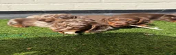 Miniature Dachshund dogs for sale: ONLY 2 LEFT!! KC Miniature Dachshund Puppies - Advert 3