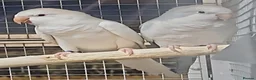 Parrots birds for sale: Stunning Parrots/Parakeets/Amazons  - Advert 22