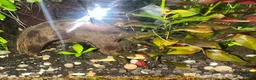 Plecos fish for sale: Juvenile bn plecos - cherry shrimp - swordtails - Advert 14