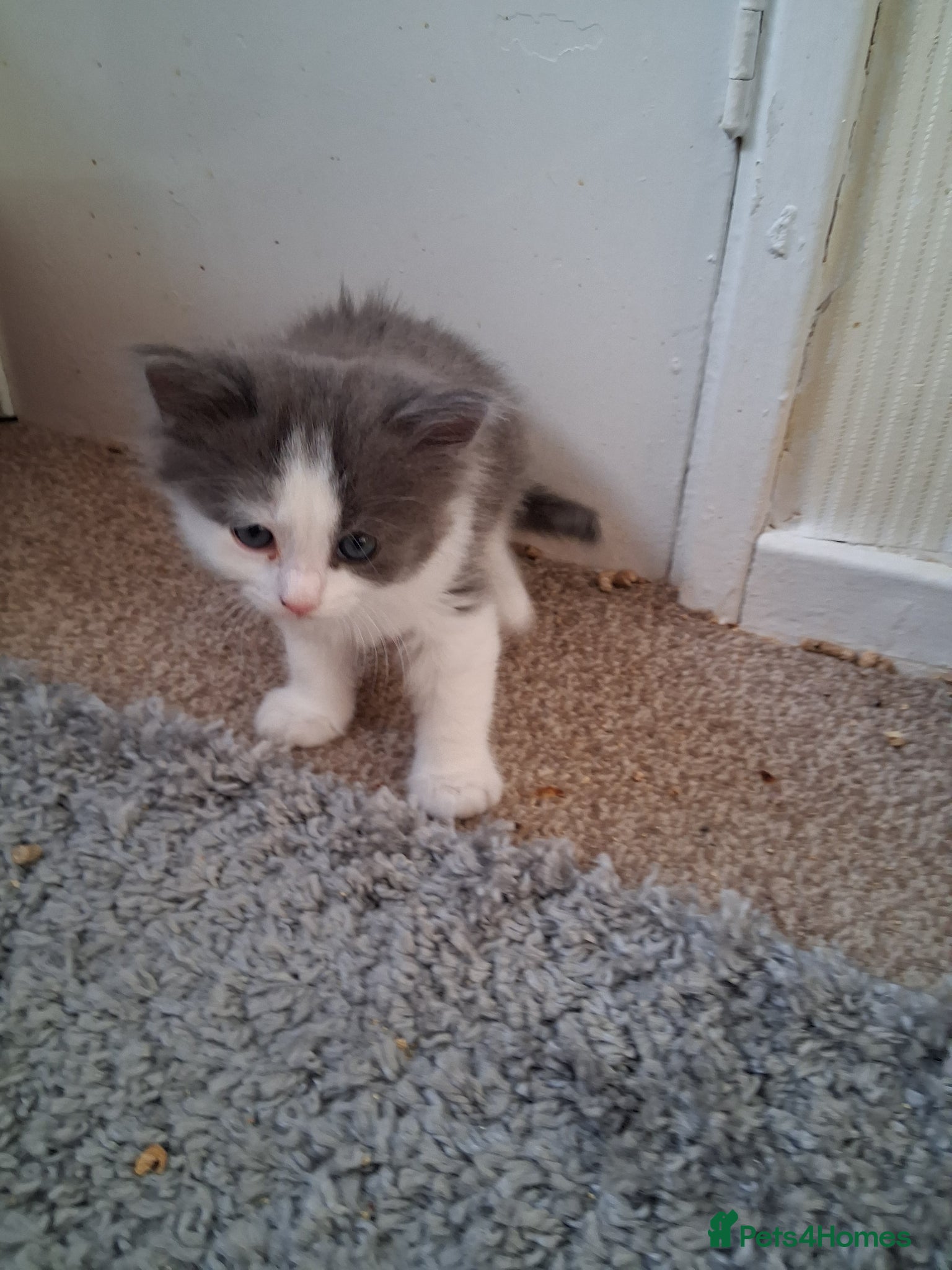 Mixed Breed cats for sale: Ragdoll X Kittens - Advert 11