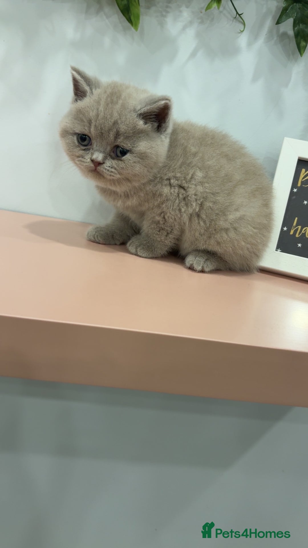 British Shorthair cats for sale: BSH kittens for sale from pedigree parents - Advert 29