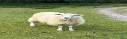 Sheep livestock for sale: Herdwick & Herdwick Cross Breeding Ewes in Martock - Advert 3