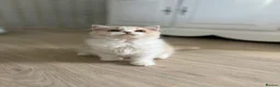 British Longhair cats for sale: Stunning baby doll BLH bicolour boy, ready now  - Advert 7
