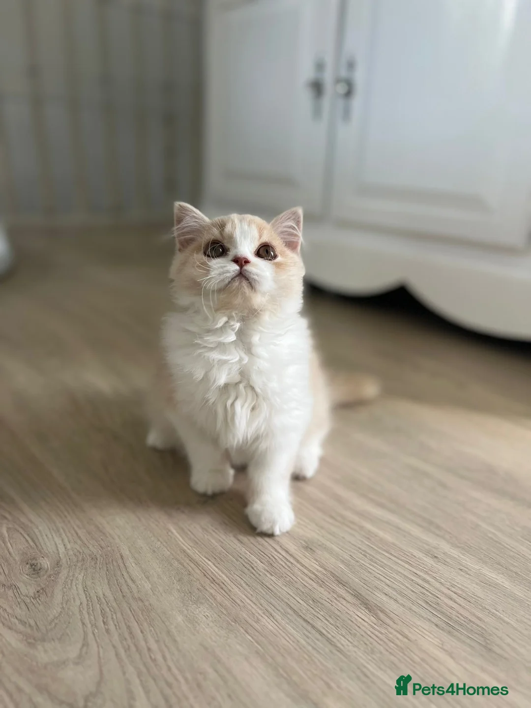 British Longhair cats for sale: Stunning baby doll BLH bicolour boy, ready now  - Advert 7