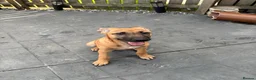 Mixed Breed dogs for sale: Female ridgeback x Dutch hearder - Advert 3