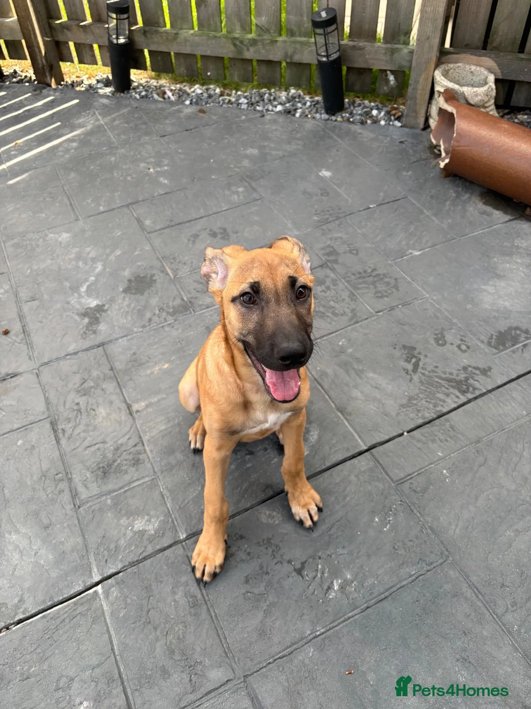 Mixed Breed dogs for sale: Female ridgeback x Dutch hearder - Advert 3