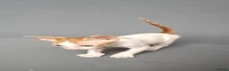 Cornish Rex cats for sale: Cornish Rex Kittens Available for Reservation  - Advert 17