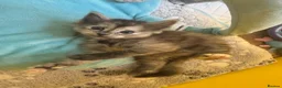 Ragcoon cats for sale: Gorgeous Mainecoon x ragdoll babies  - Advert 32