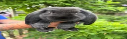 French Lop rabbits for sale: Pedigree French lops - Advert 15