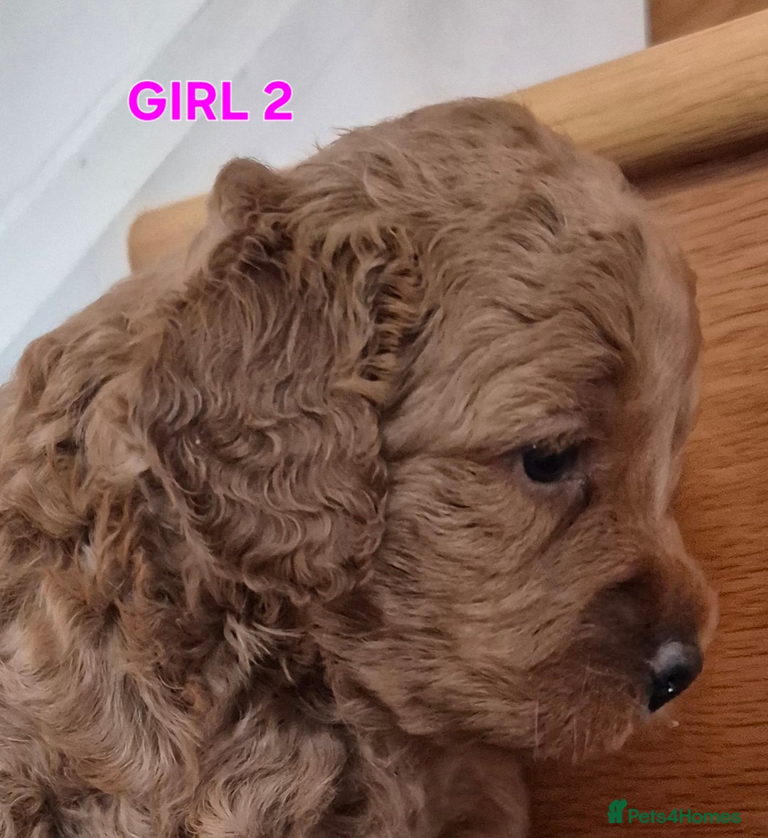 Mini Goldendoodle dogs for sale: F1b Red Miniature Goldendoodles tested parents - Image 9