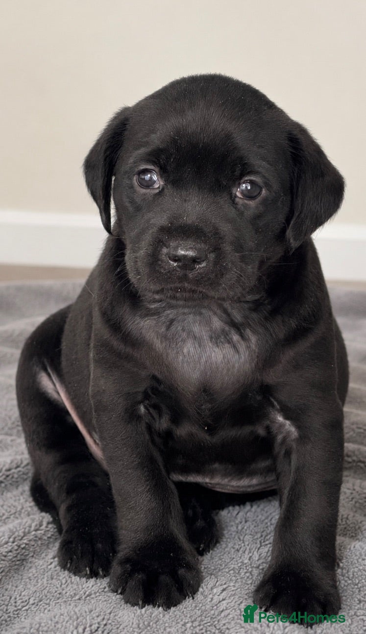 Labrador Retriever dogs Fully Health tested parents, KC, Black & Fox Red  - Advert 2