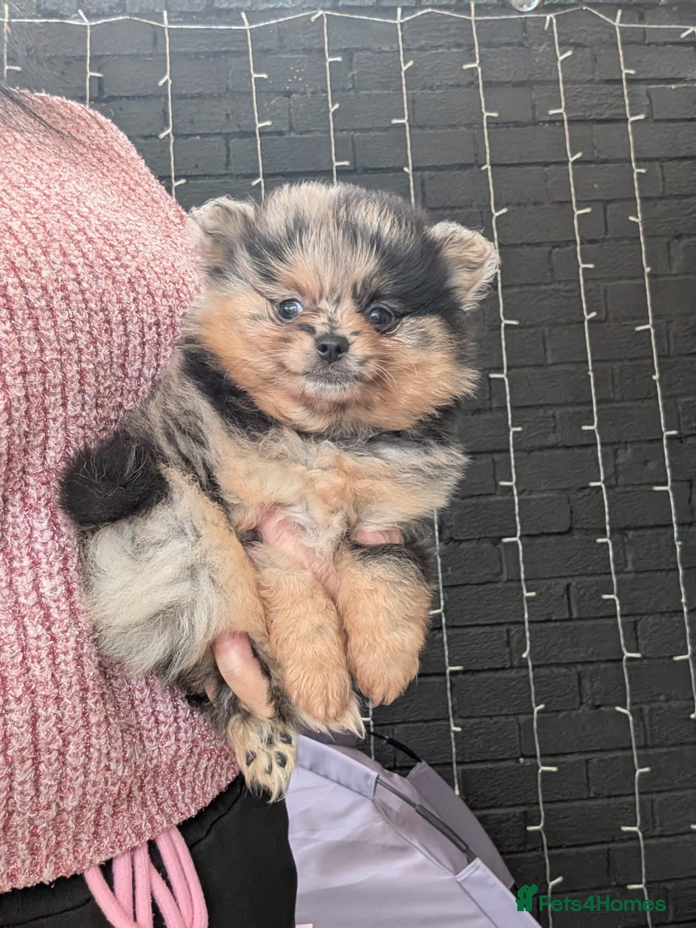 Pomeranian dogs Stunning little Pom pups  - Advert 2