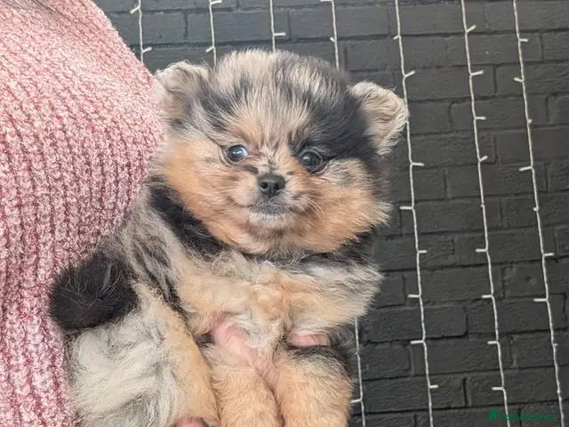 Pomeranian dogs Stunning little Pom pups - Advert 2