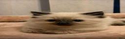 Ragdoll cats for sale: Ragdoll kittens looking for their forever homes in King's Lynn - Advert 7