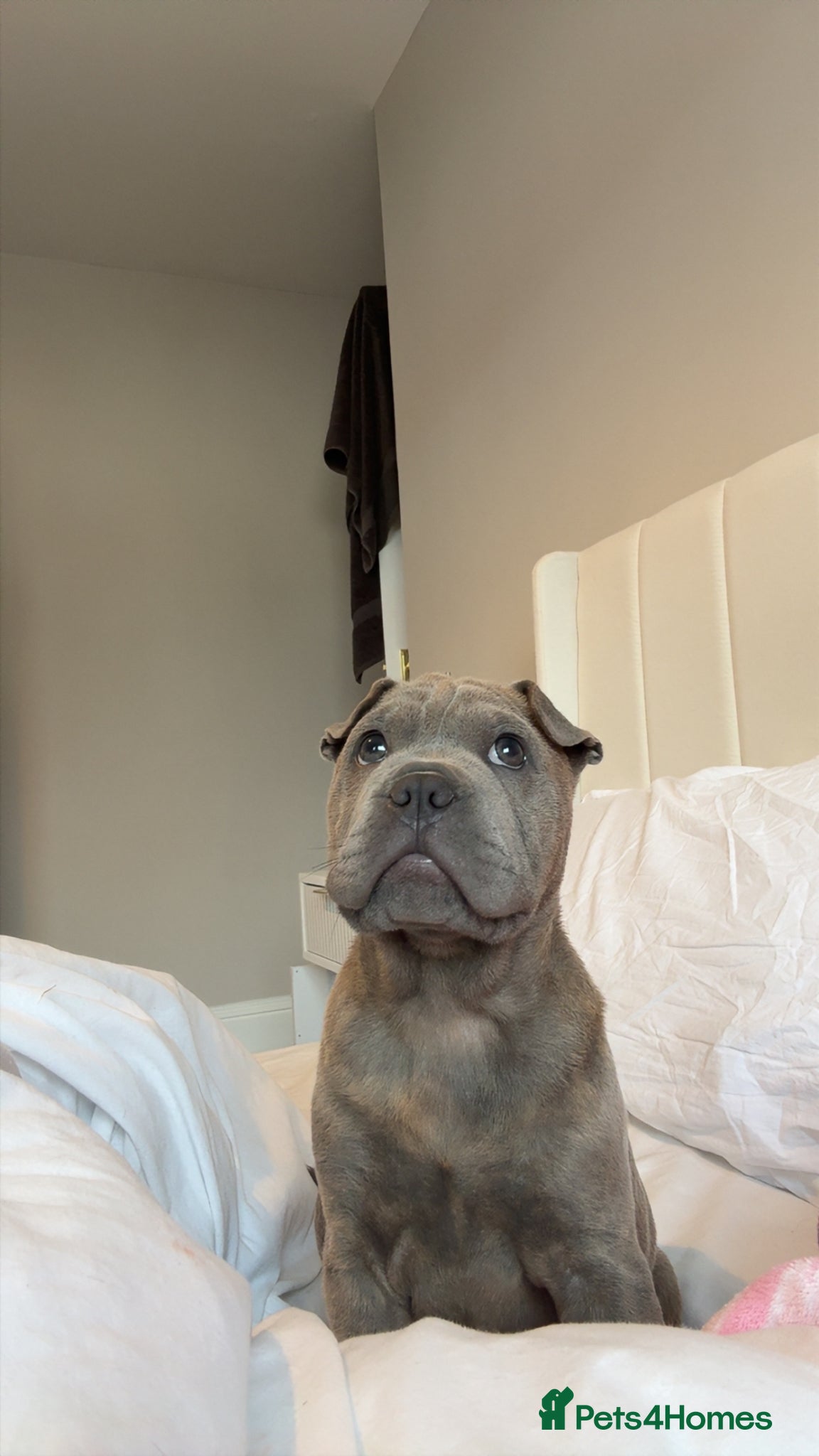 Mixed Breed dogs Shar pei x French bulldog - Advert 9