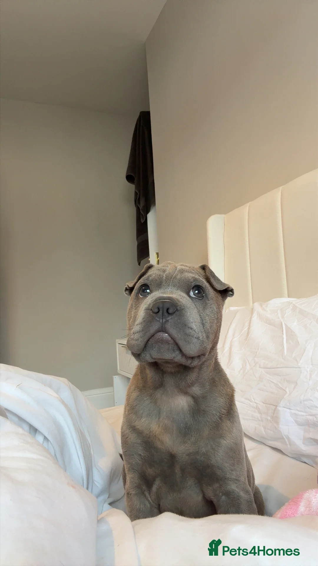 Mixed Breed dogs for sale: Shar pei x French bulldog - Advert 1