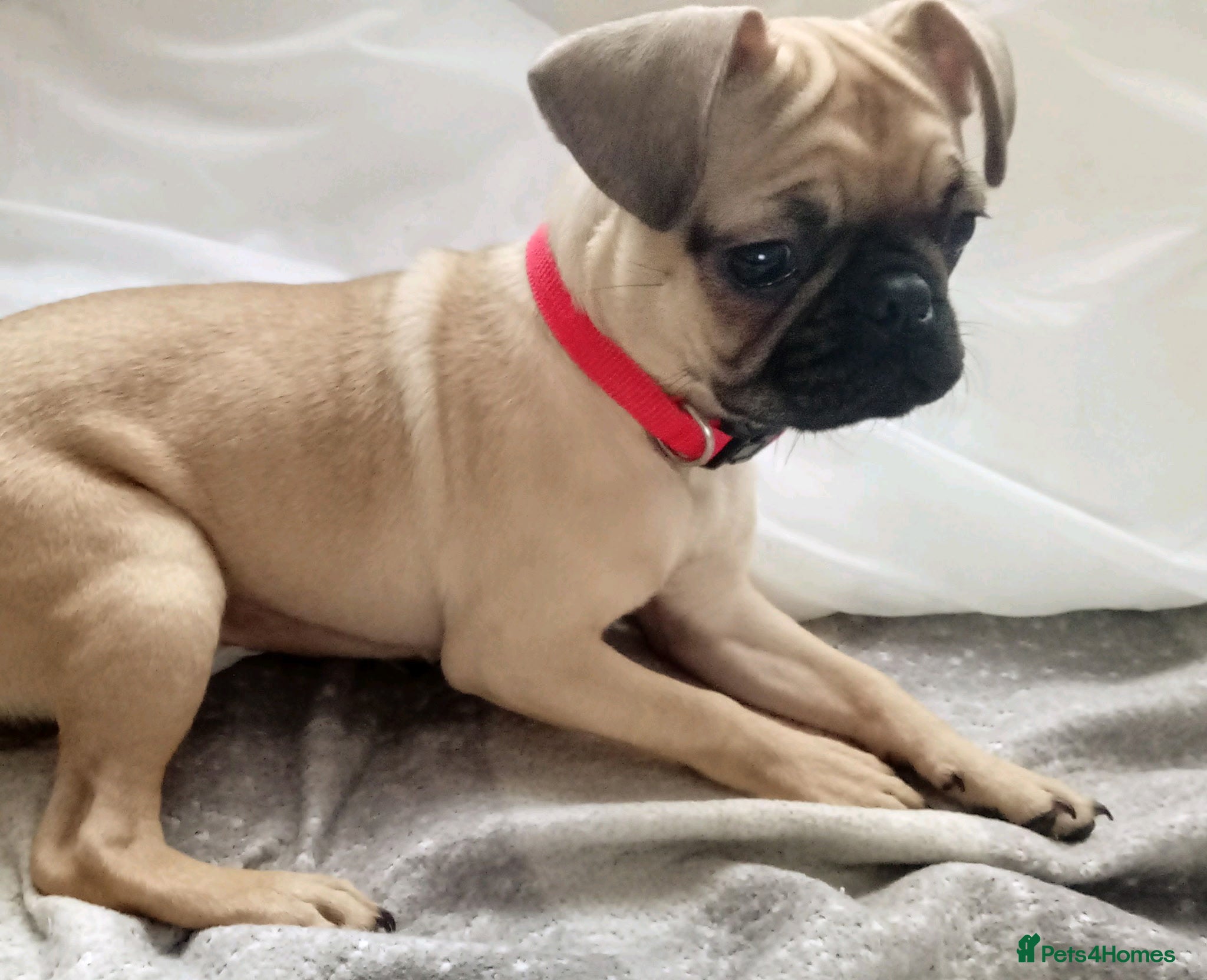 Pug dogs Female pug - Advert 14