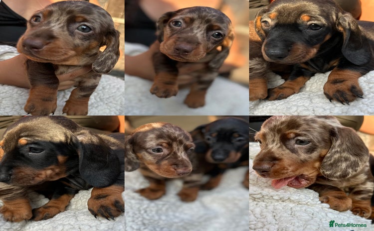 Miniature Dachshund dogs - Advert 13