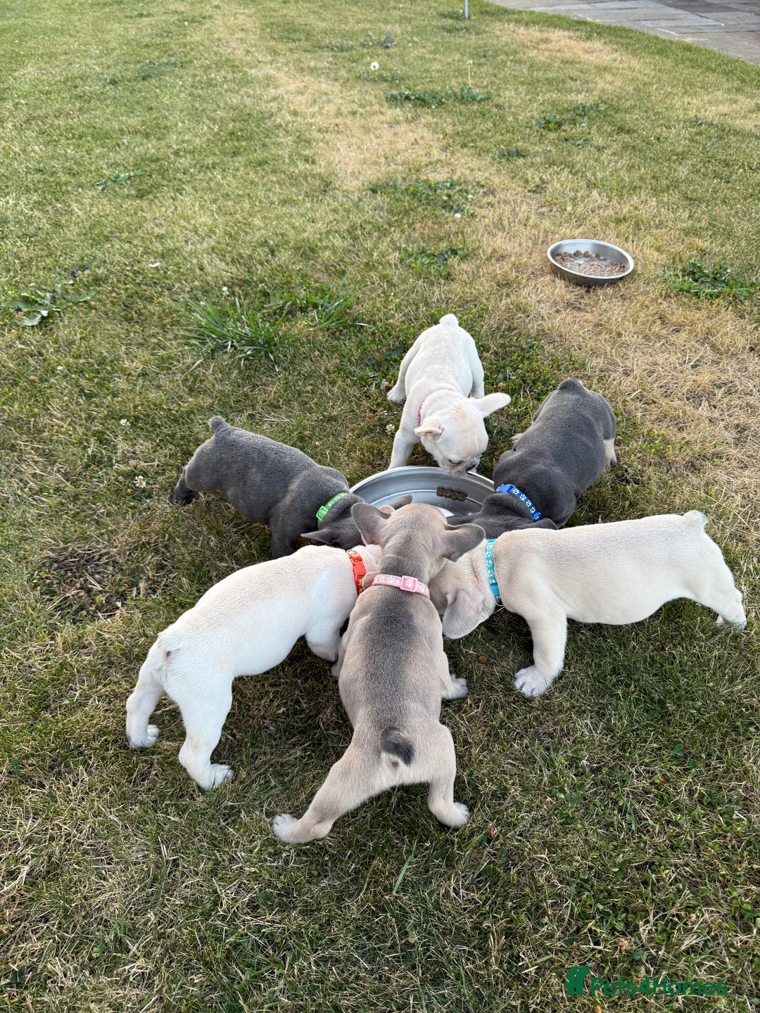 French Bulldog dogs for sale: One adorable female 🩷 French Bulldog Puppy  - Image 16