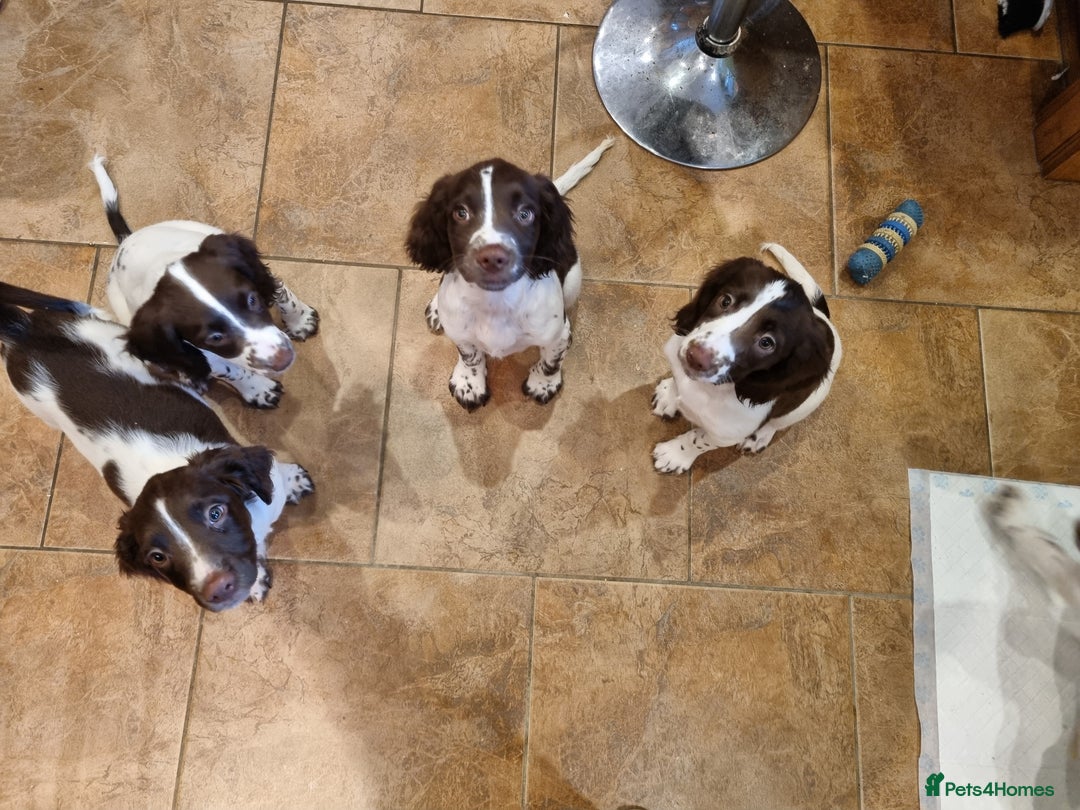 English Springer Spaniel dogs for sale: English springer spaniel puppies  - Image 30