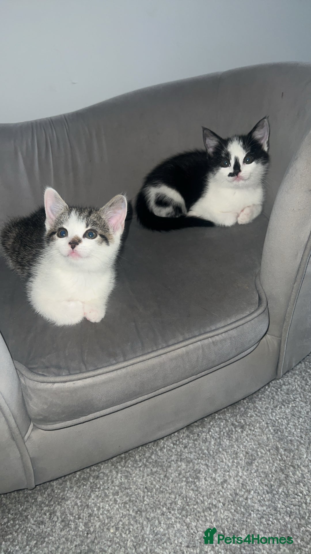 Mixed Breed cats for sale: Kittens  - Advert 4