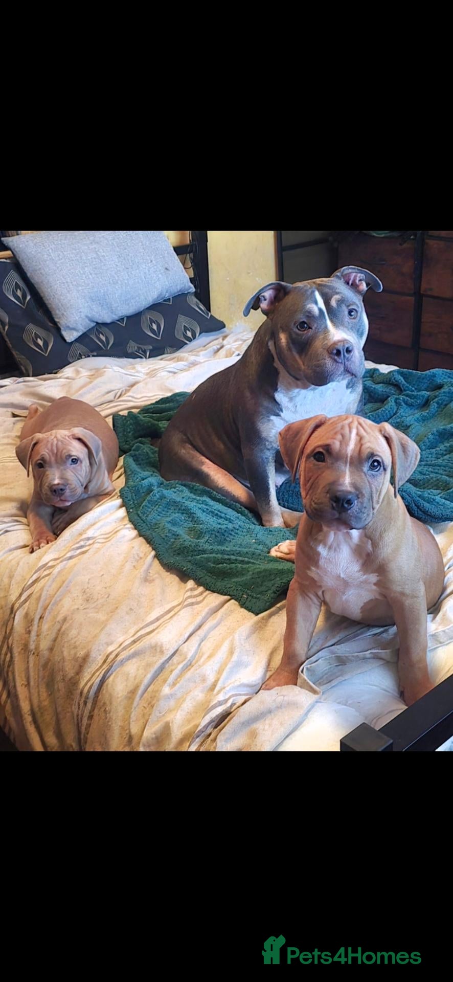Mixed Breed dogs Pocket bully cross presa canario - Advert 6