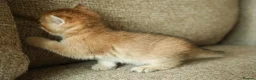 British Shorthair cats for sale: Beautiful Golden Chinchilla Kittens - Advert 13