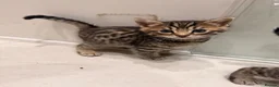 Mixed Breed cats for sale: Half bengal kitten  - Advert 9
