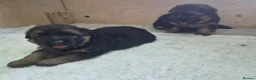 German Shepherd dogs for sale: Beautiful German shepherd puppies in Wednesbury - Advert 7