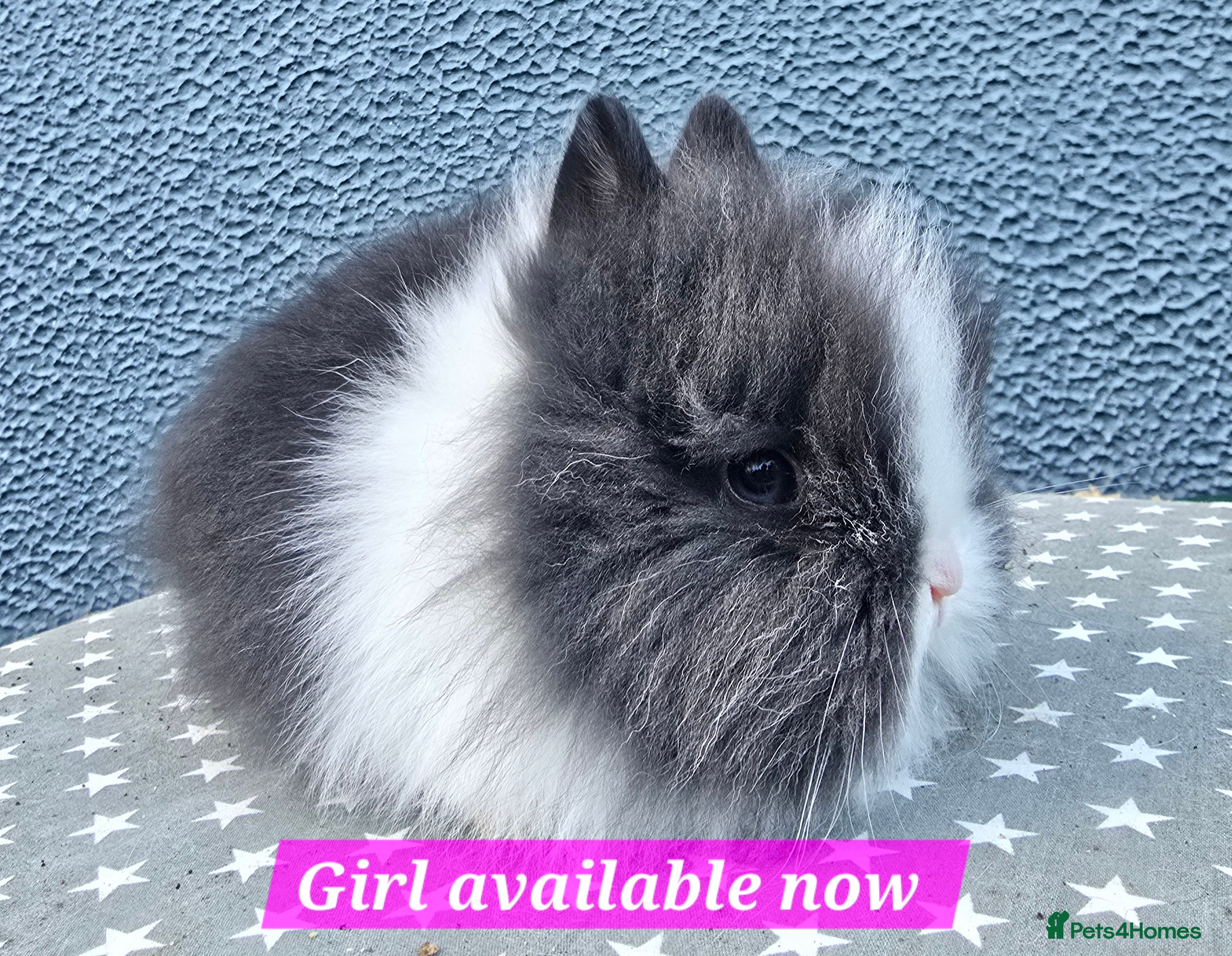 Lionhead rabbits Gorgeous Purebred Lionheads available  - Advert 3