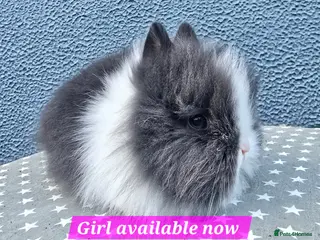 Lionhead rabbits Gorgeous Purebred Lionheads available - Advert 3