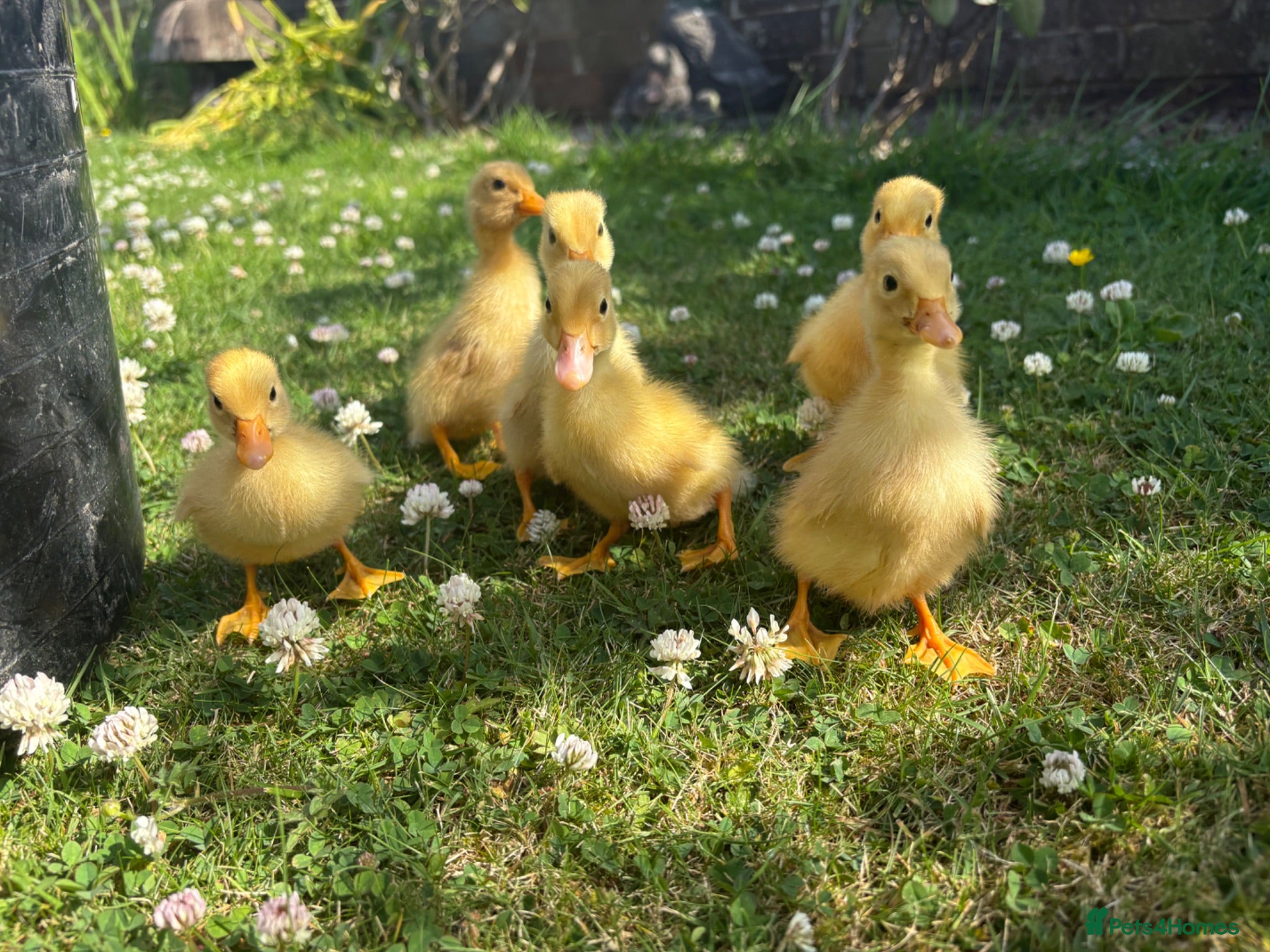 Ducks poultry Indian runner ducklings available  - Advert 1