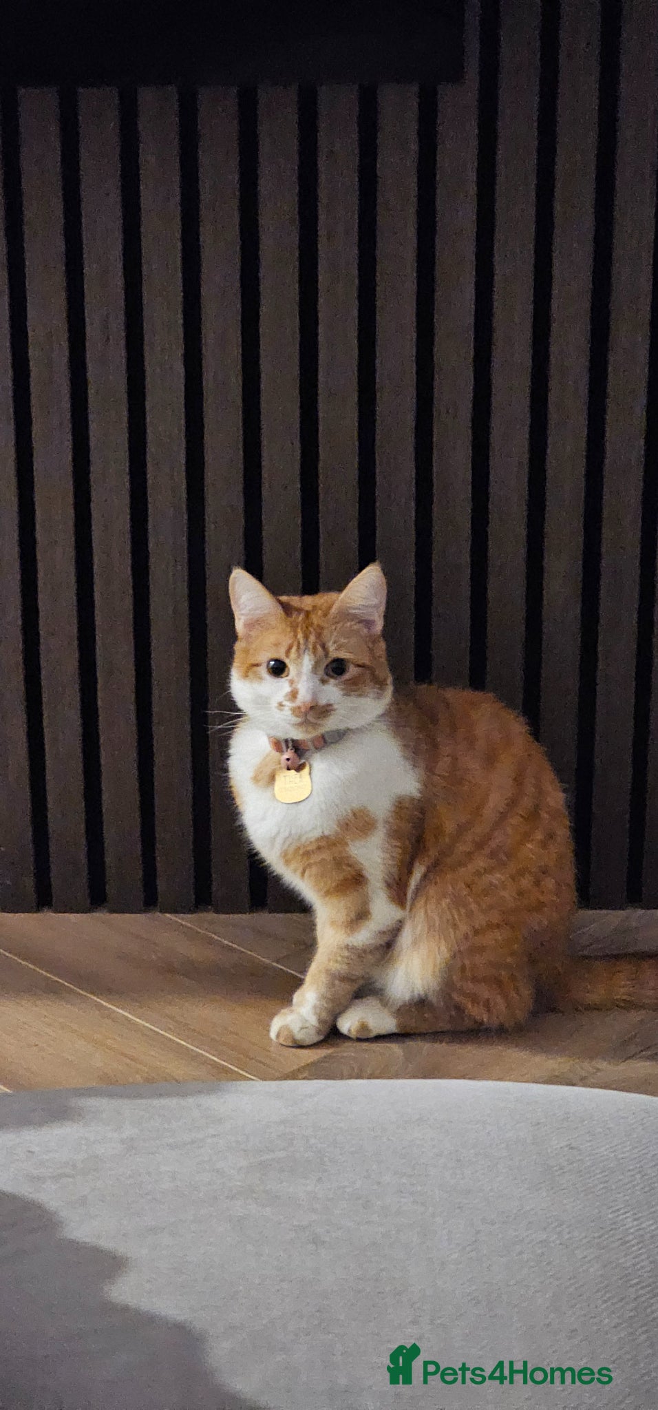 Mixed Breed cats for sale: Our Thea needs a new home - Advert 1