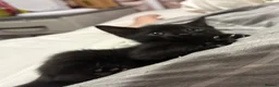 Domestic Shorthair cats for sale: black kittens - Advert 5
