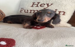 Miniature Dachshund dogs for sale: Miniature dachshund puppies  - Image 13