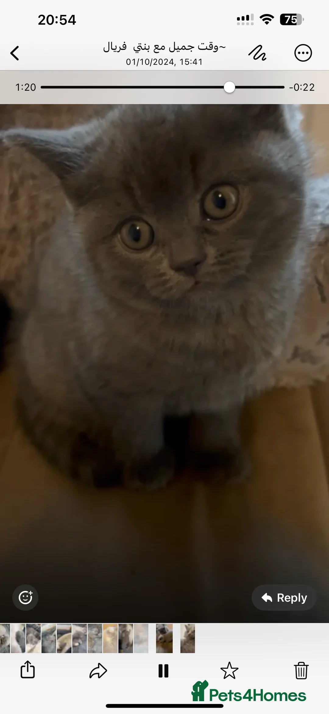 Scottish Fold cats for stud: FOLD AVAILABLE FOR STUD MANCHESTER THIS WEEK  in Salford - Advert 14