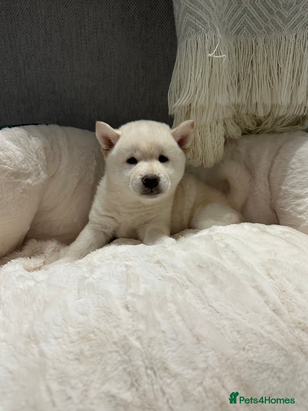 Japanese Shiba Inu dogs for sale: Japanese Shiba Inu puppies HEALTH TESTED - Advert 7