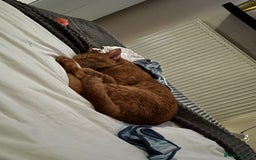 British Shorthair cats for sale: 5 year old Ginger cat looking for a new home  - Image 2