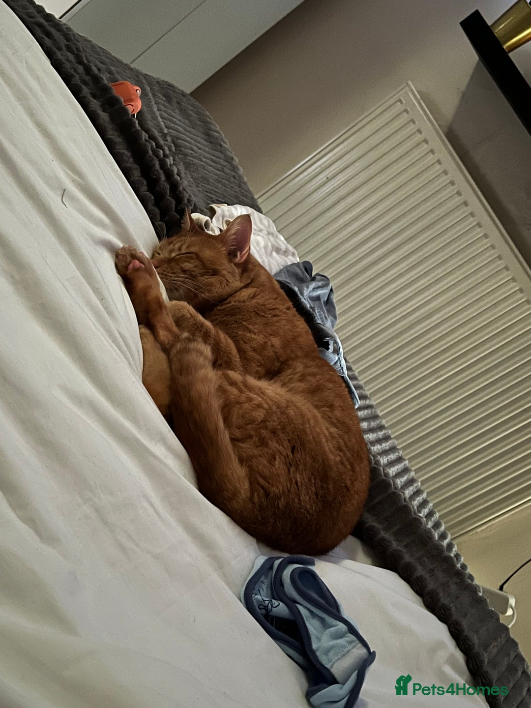 British Shorthair cats for sale: 5 year old Ginger cat looking for a new home  - Image 2