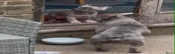French Bulldog dogs for sale: Grey French Bulldog puppy  in Lewes - Advert 2