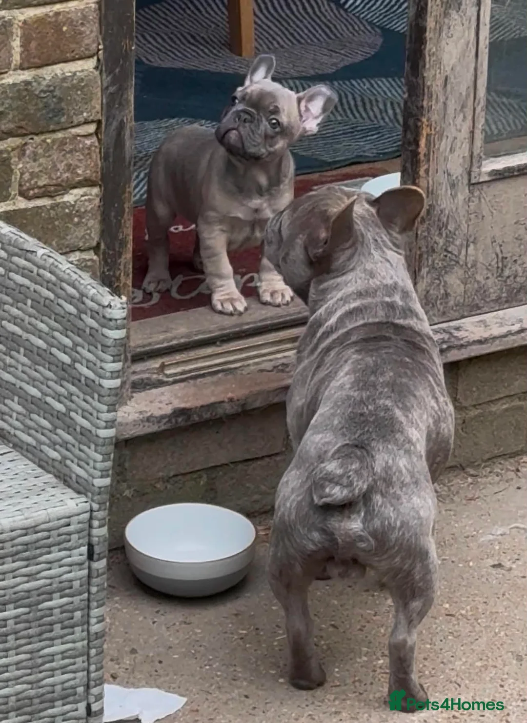 French Bulldog dogs for sale: Grey French Bulldog puppy  in Lewes - Advert 2