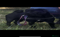 Pug dogs for sale: Beautiful Pugs  - Image 11