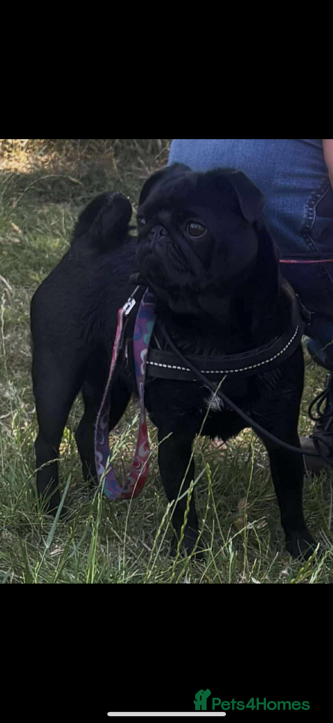 Pug dogs for sale: Beautiful Pugs  - Image 11