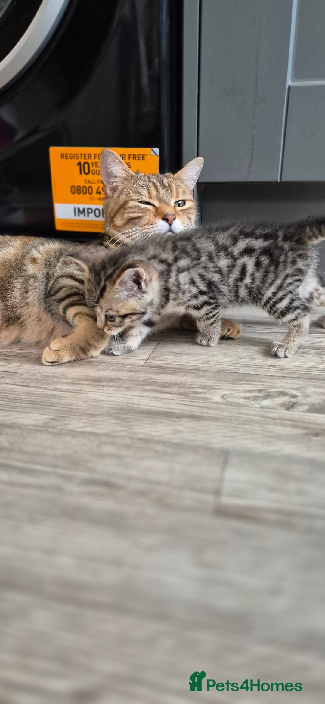 Mixed Breed cats for sale: Tabby/ginger kittens for sale  - Advert 2