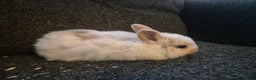 Mixed Breed rabbits for sale: 8 x babies ready to leave 6th jan - Advert 7
