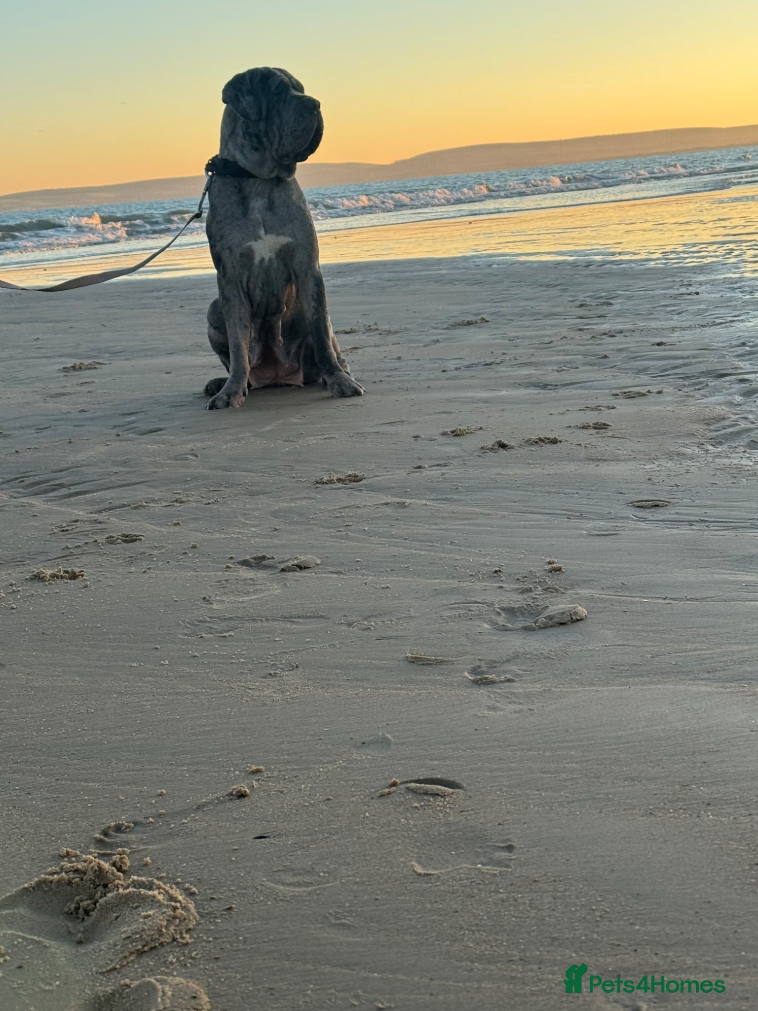 Neapolitan Mastiff dogs Neapolitan Mastiff x Cane Corso Puppies for Sale  - Advert 5